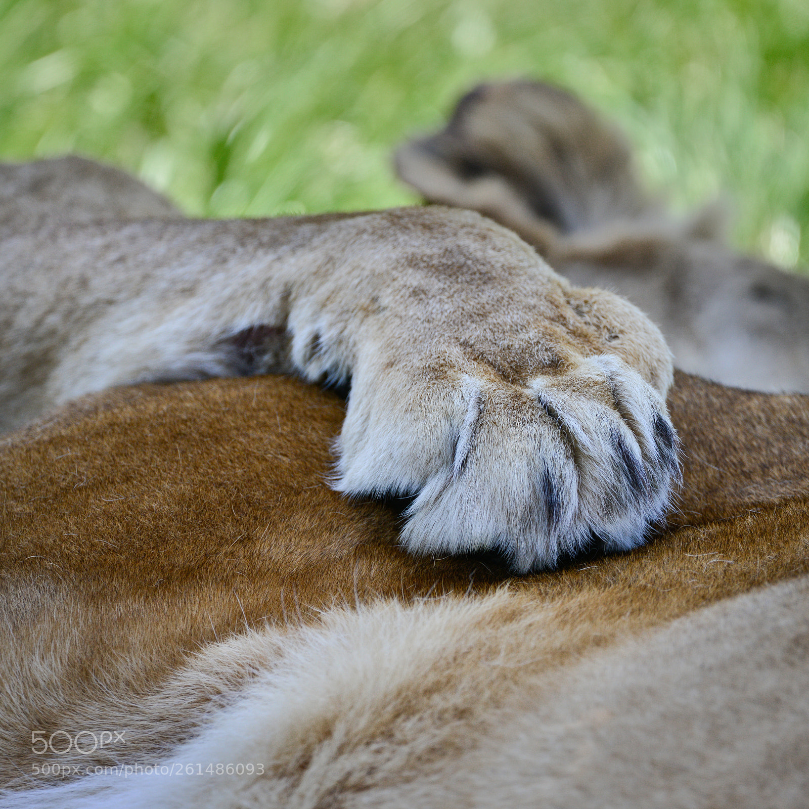 Nikon D800 sample photo. Beautiful close up image photography