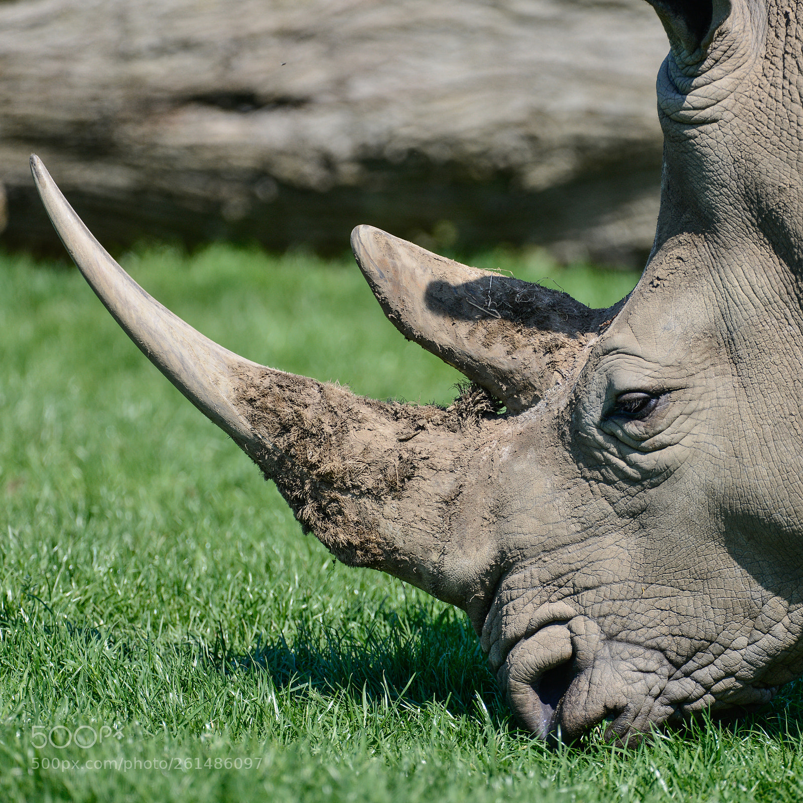 Nikon D800 sample photo. Lovely profile close up photography