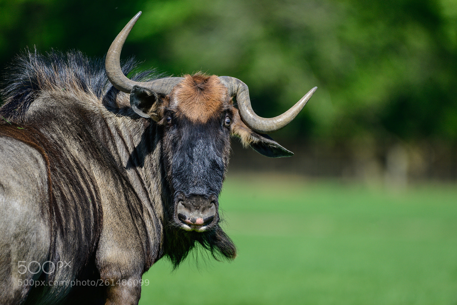 Nikon D800 sample photo. Portrait of common wildebeest photography
