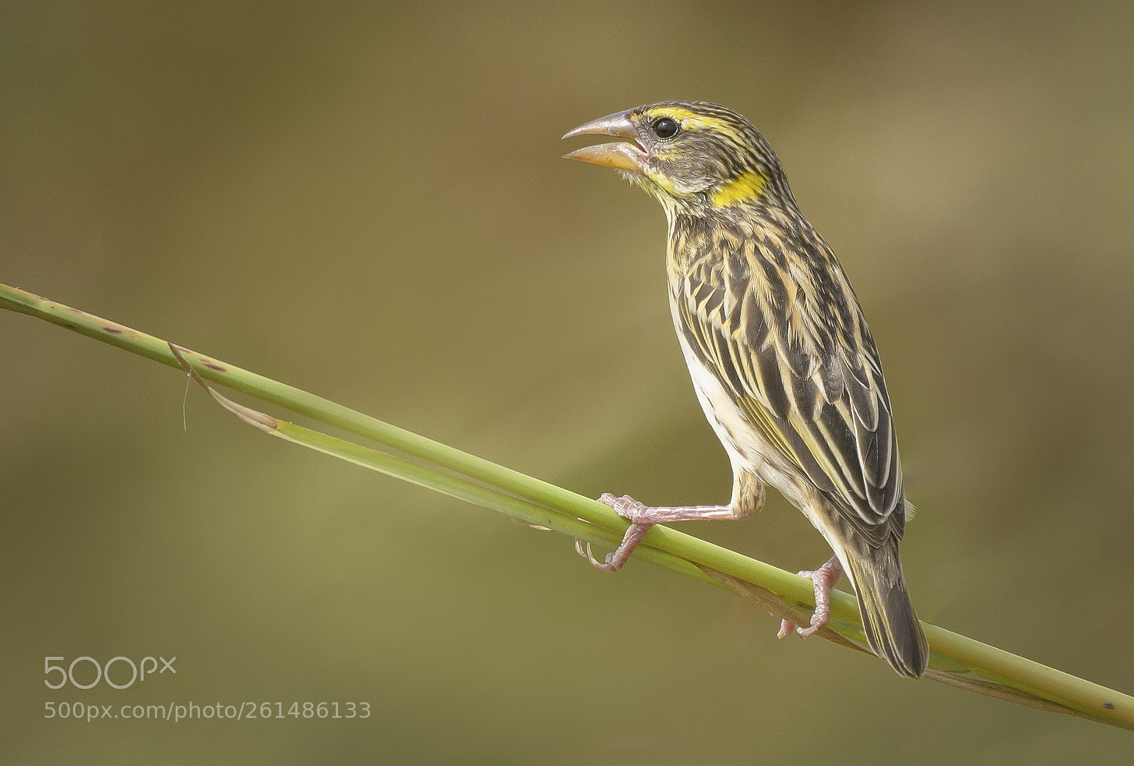 Nikon D500 sample photo. Streaked weaver (female) photography