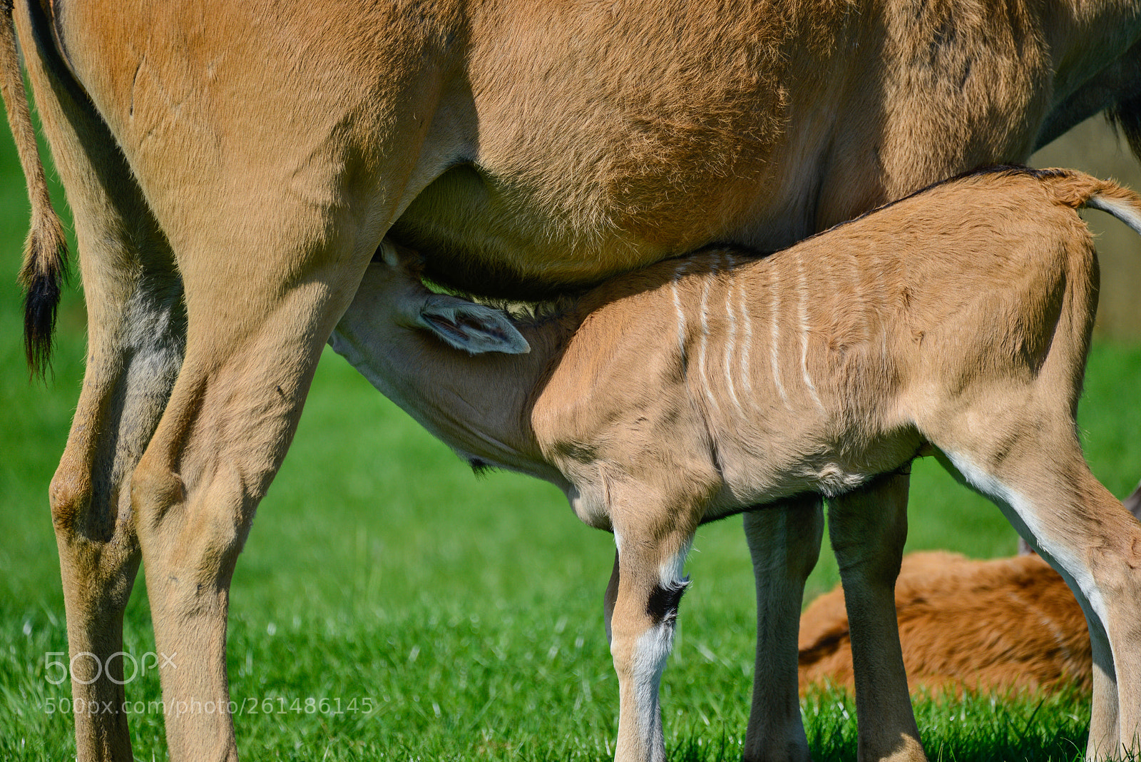 Nikon D800 sample photo. Young eland antelope animal photography