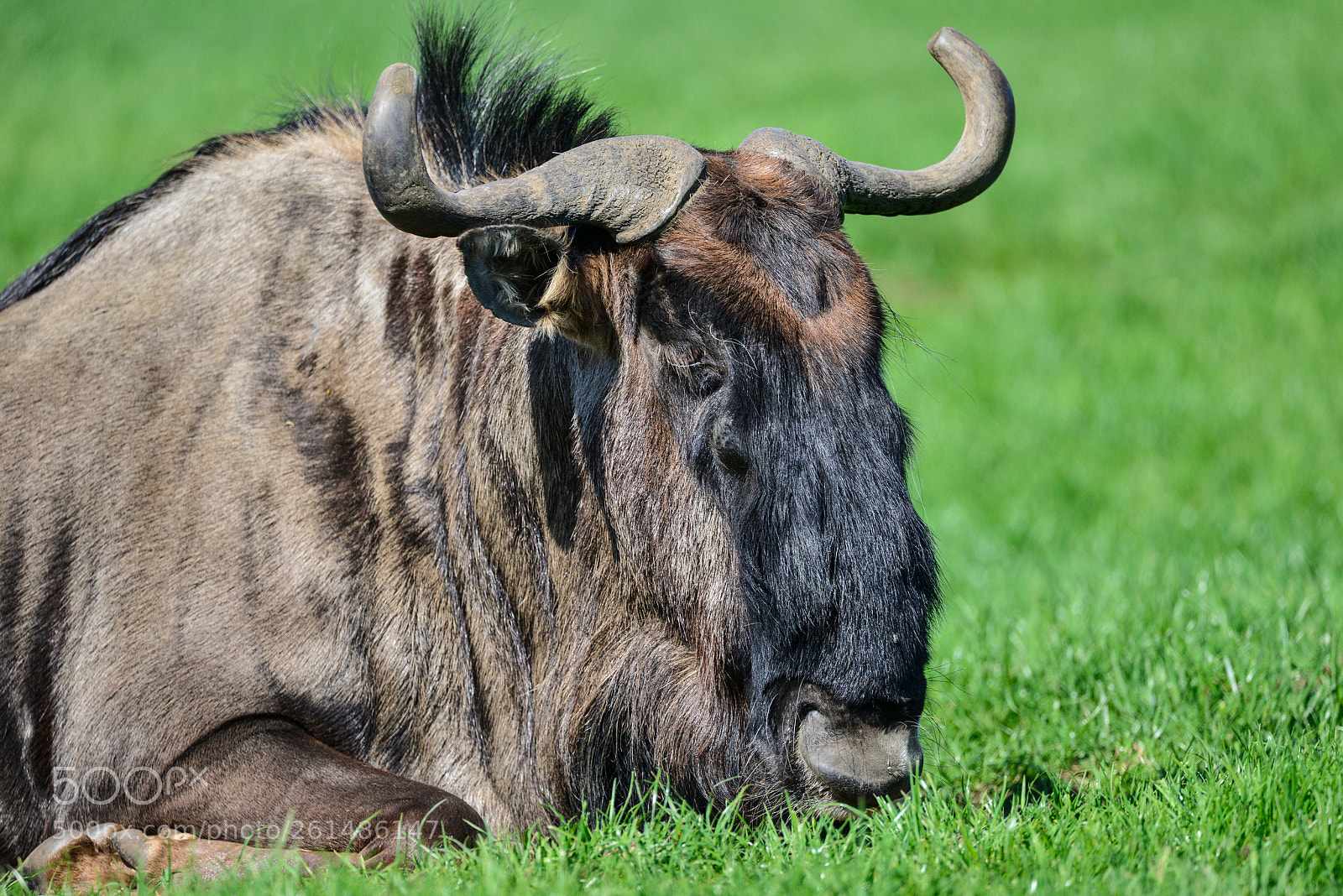 Nikon D800 sample photo. Portrait of common wildebeest photography