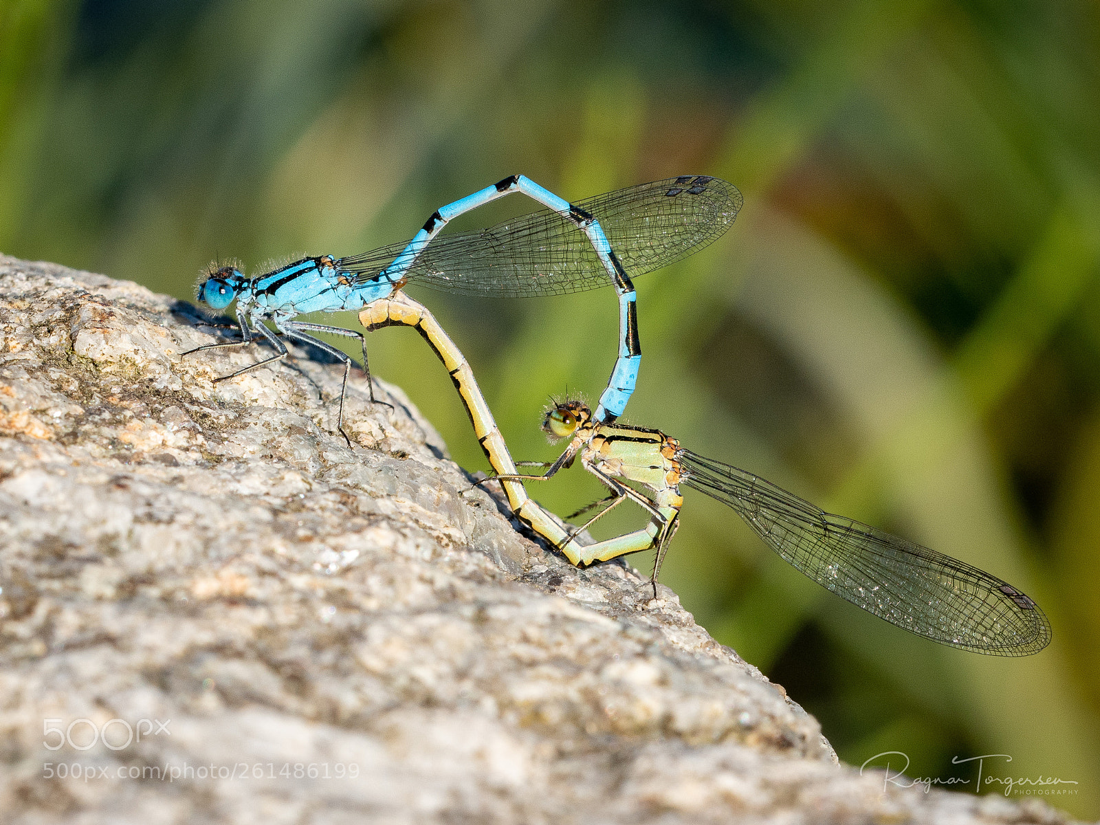 Nikon D500 sample photo. Love is in the photography