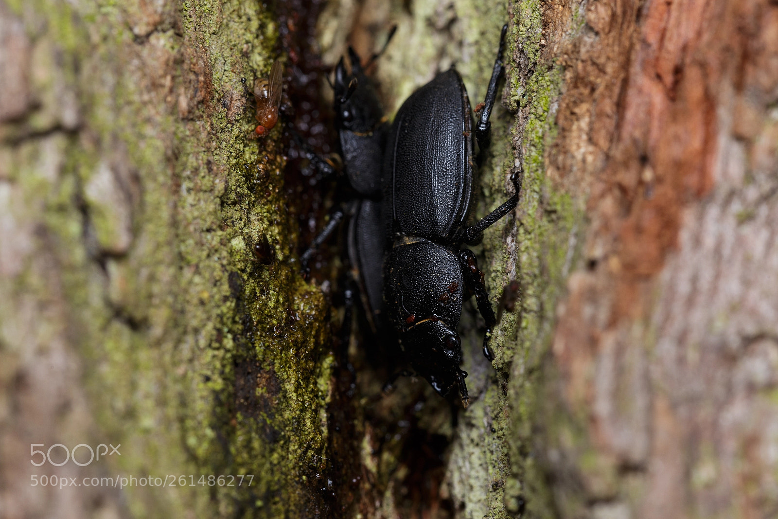 Canon EOS 6D sample photo. Img photography