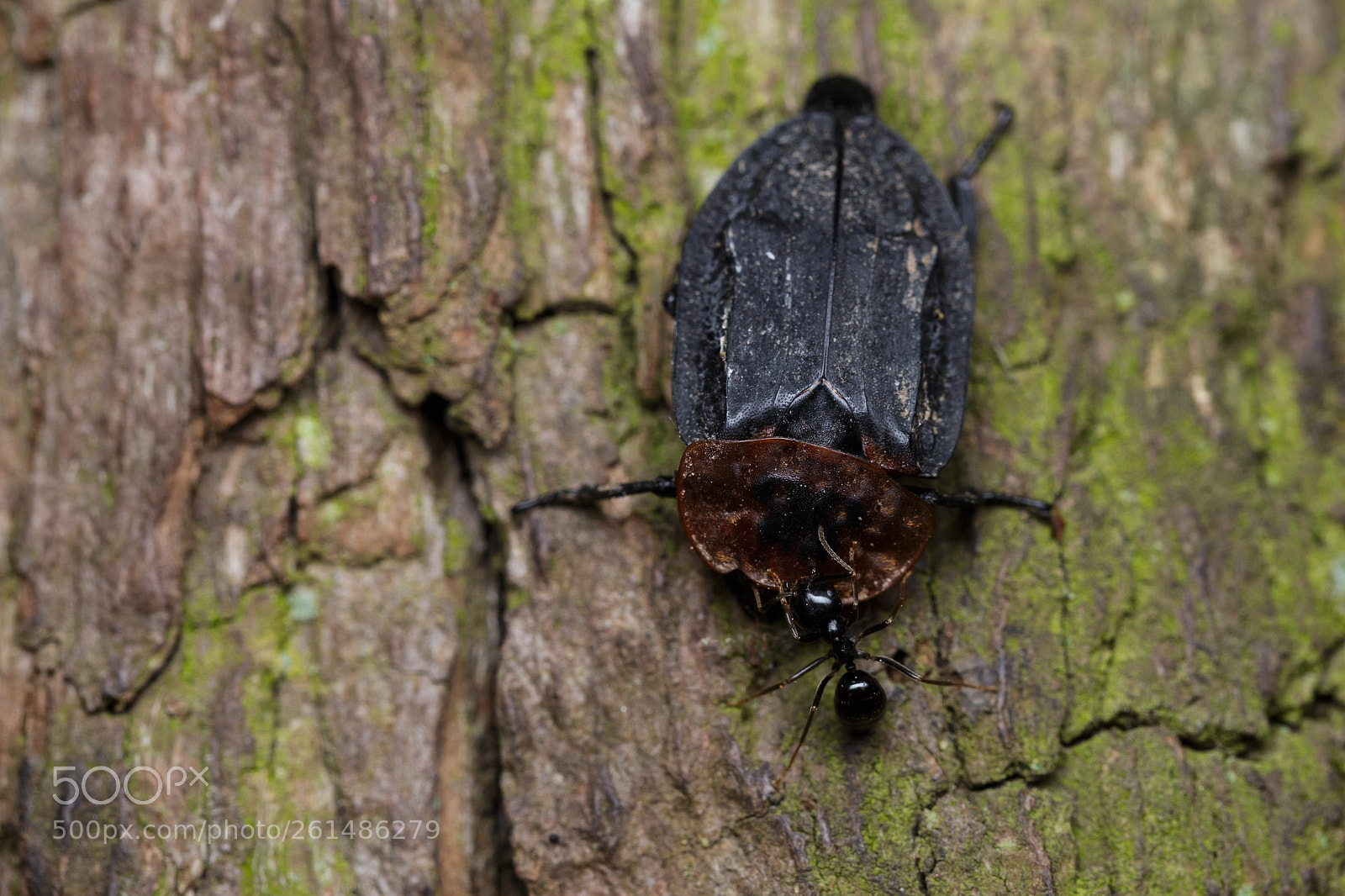 Canon EOS 6D sample photo. Img photography
