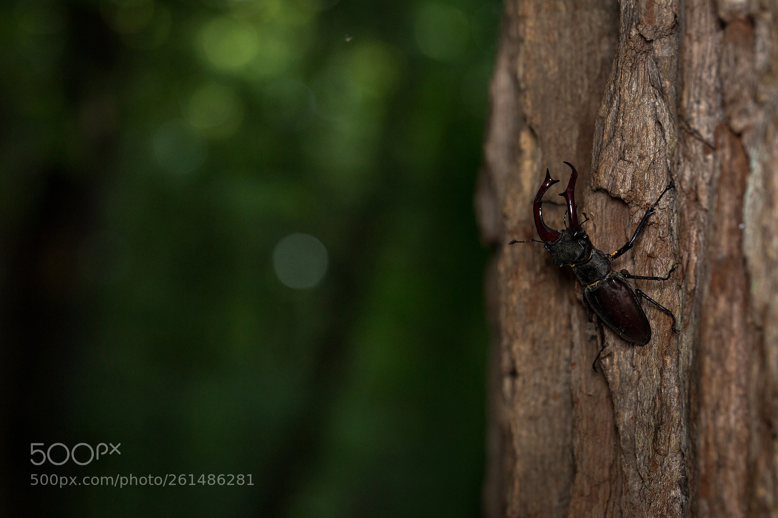 Canon EOS 6D sample photo. Stag beetle - 2018 photography