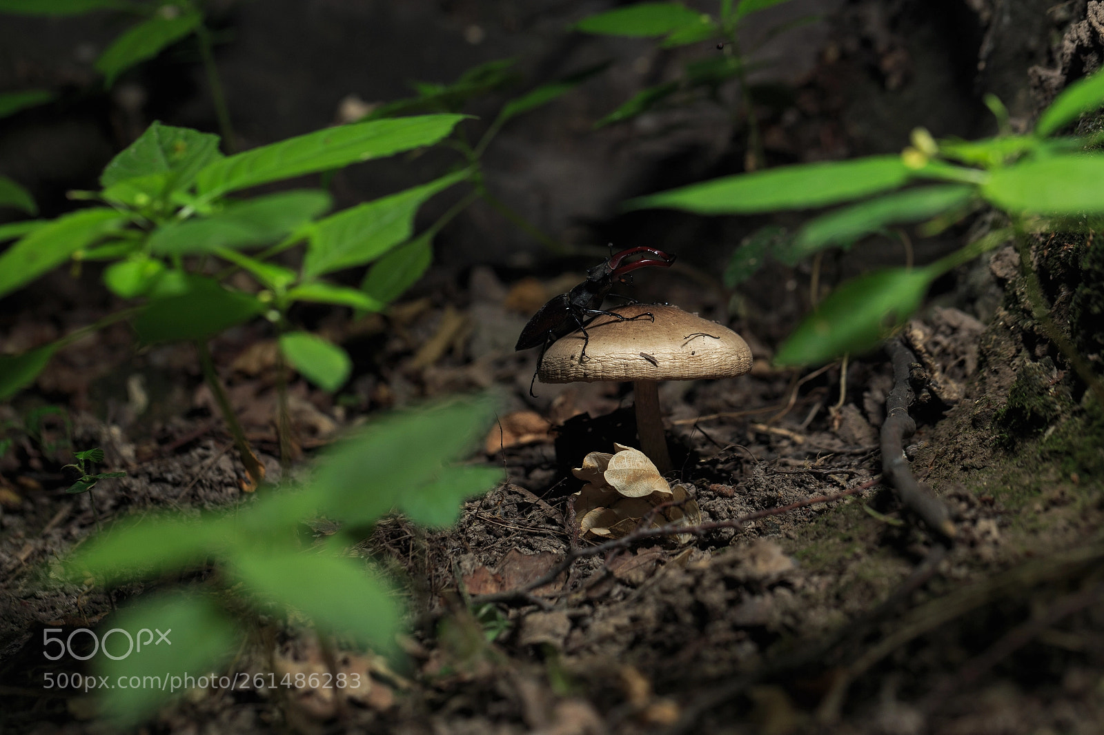 Canon EOS 6D sample photo. Stag beetle - 2018 photography