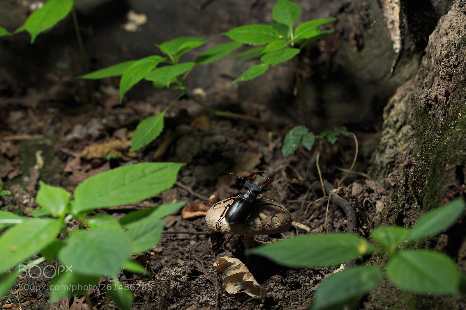 Canon EOS 6D sample photo. Stag beetle - 2018 photography