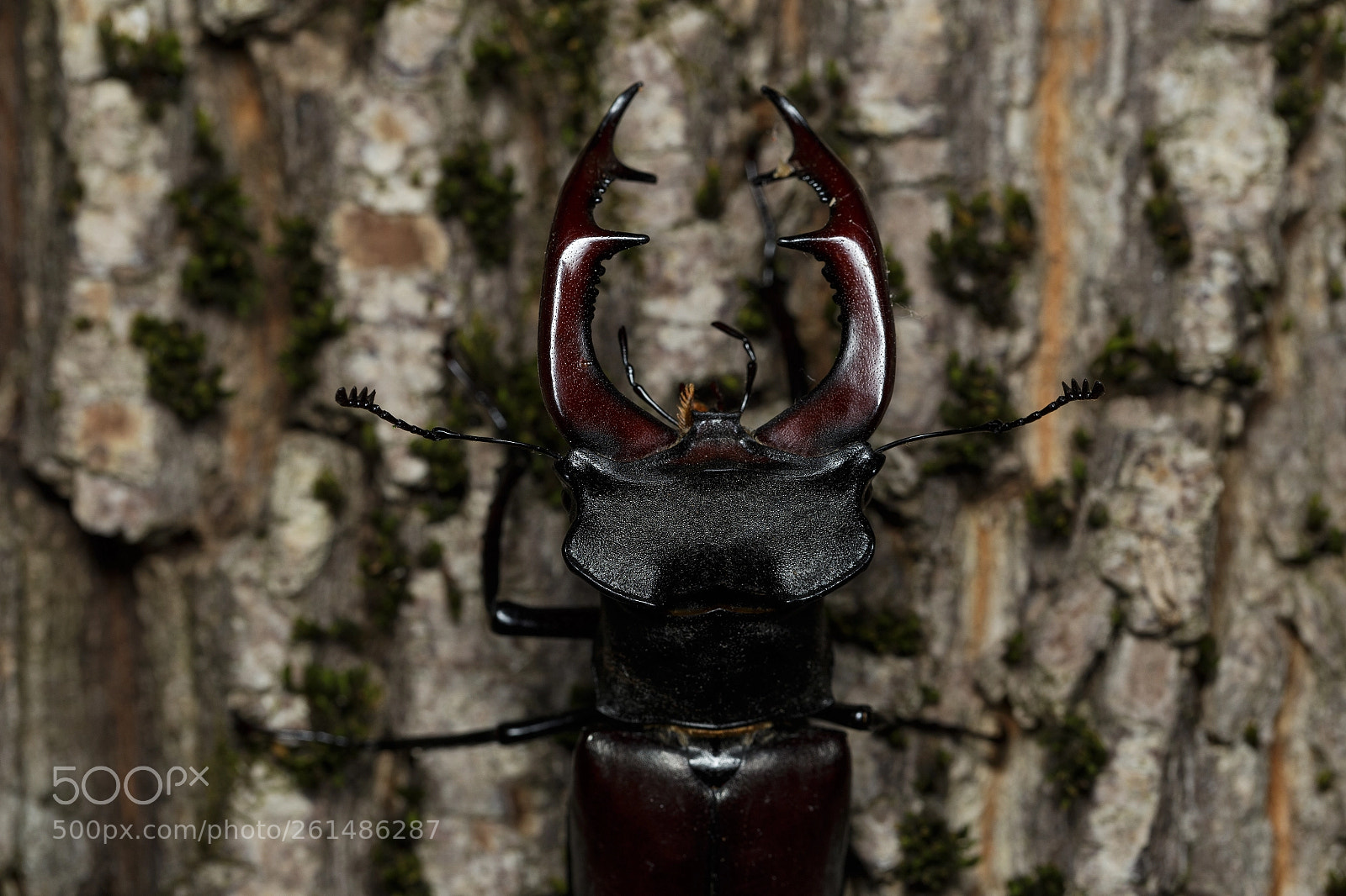 Canon EOS 6D sample photo. Stag beetle - 2018 photography