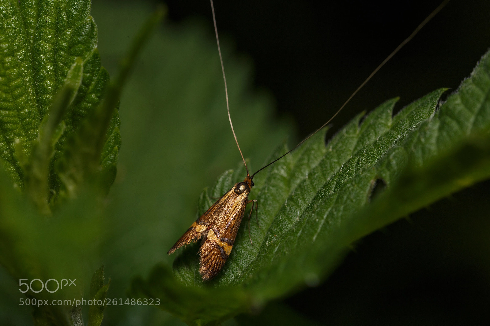 Canon EOS 6D sample photo. Golden moth photography