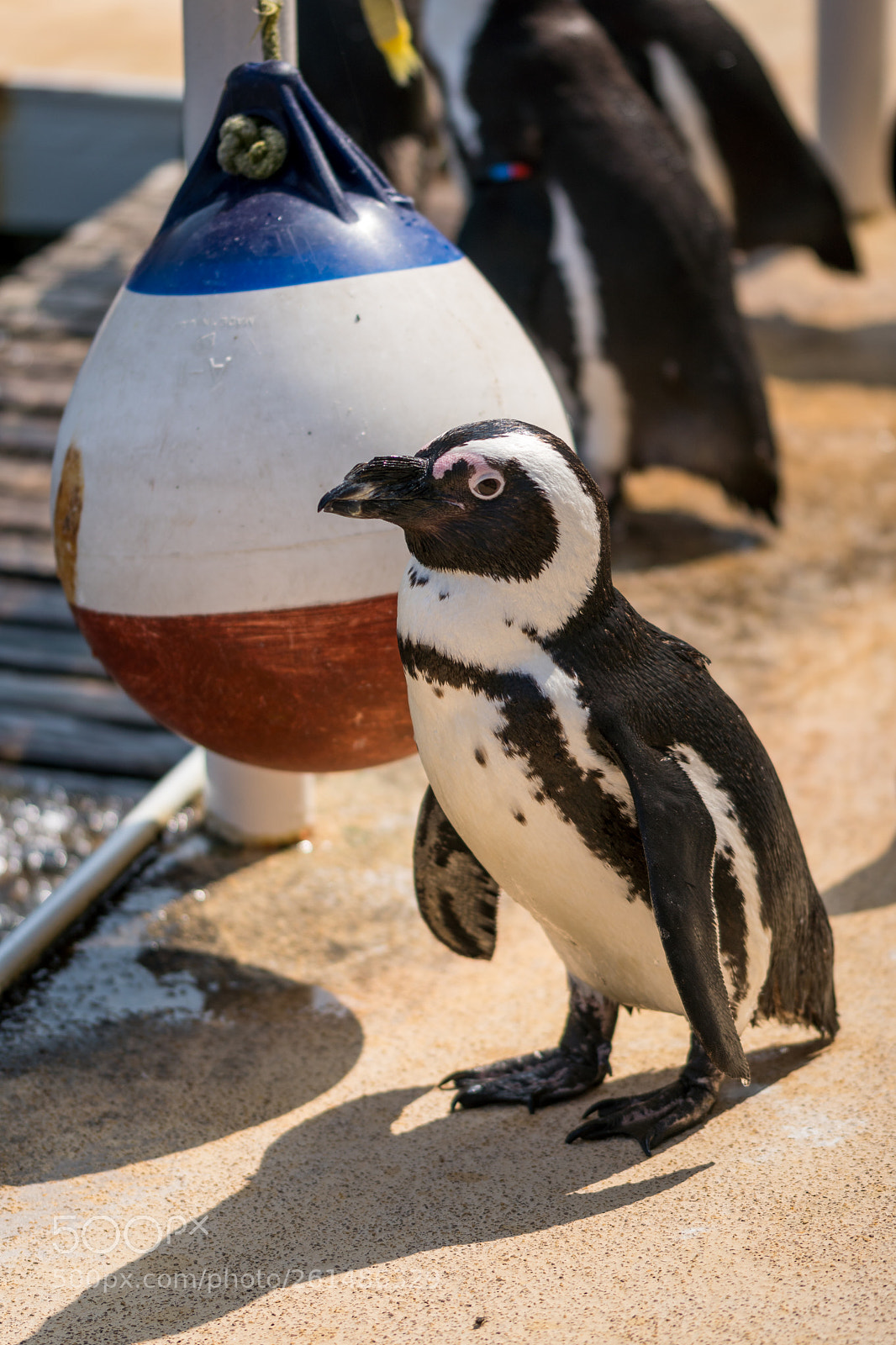 Sony a6300 sample photo. Brillenpinguin photography