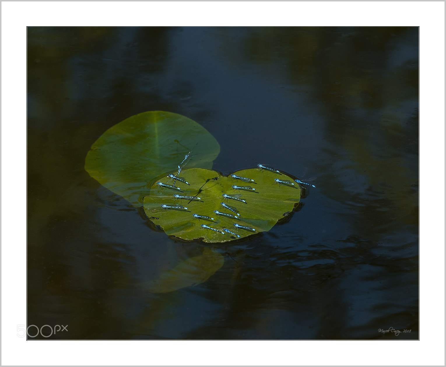 Nikon D810 sample photo. Quiet time at the photography