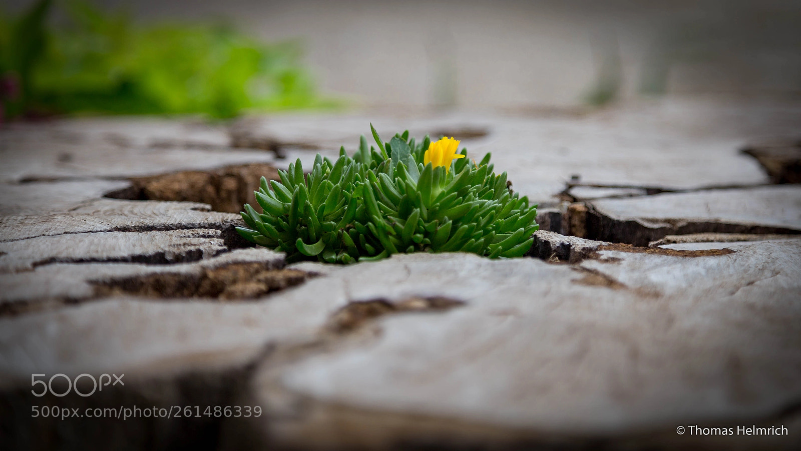 Canon EOS 6D sample photo. Blume im baumstamm photography