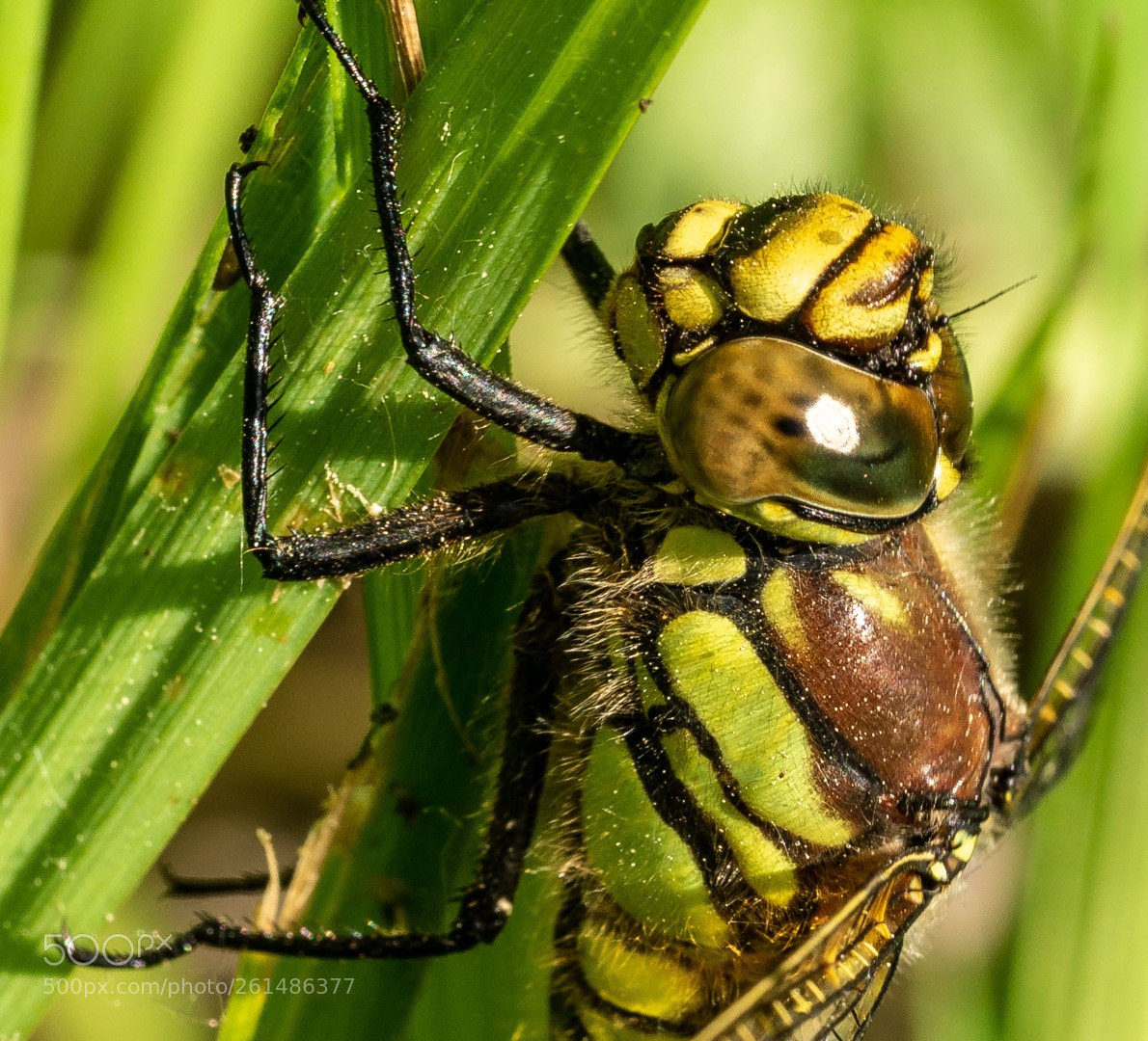 Panasonic Lumix DMC-GX7 sample photo. Dragonfly portrait photography