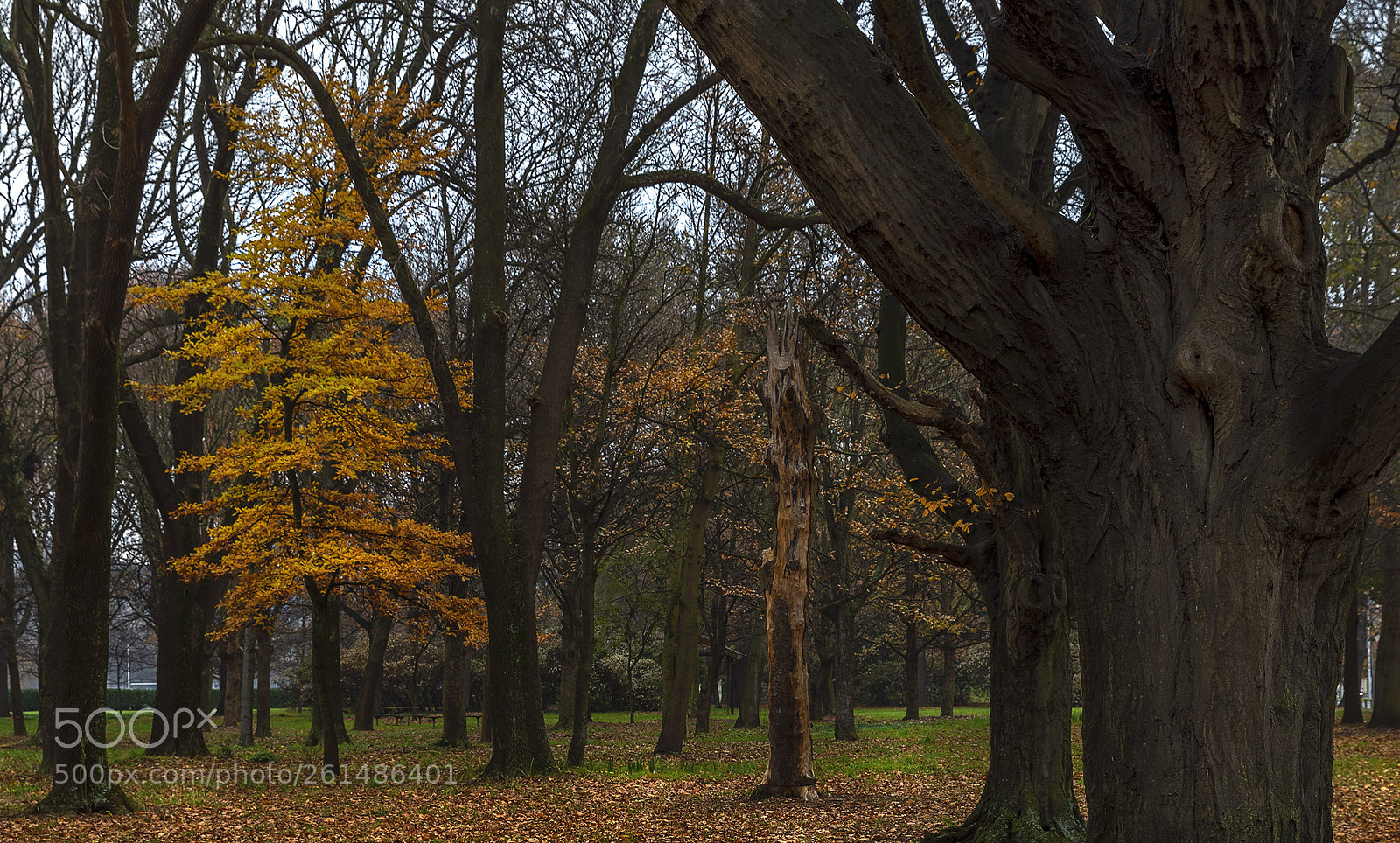 Canon EOS 5D Mark IV sample photo. Hagley trees photography