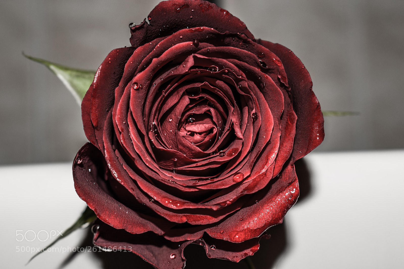 Nikon D5300 sample photo. Rose photography