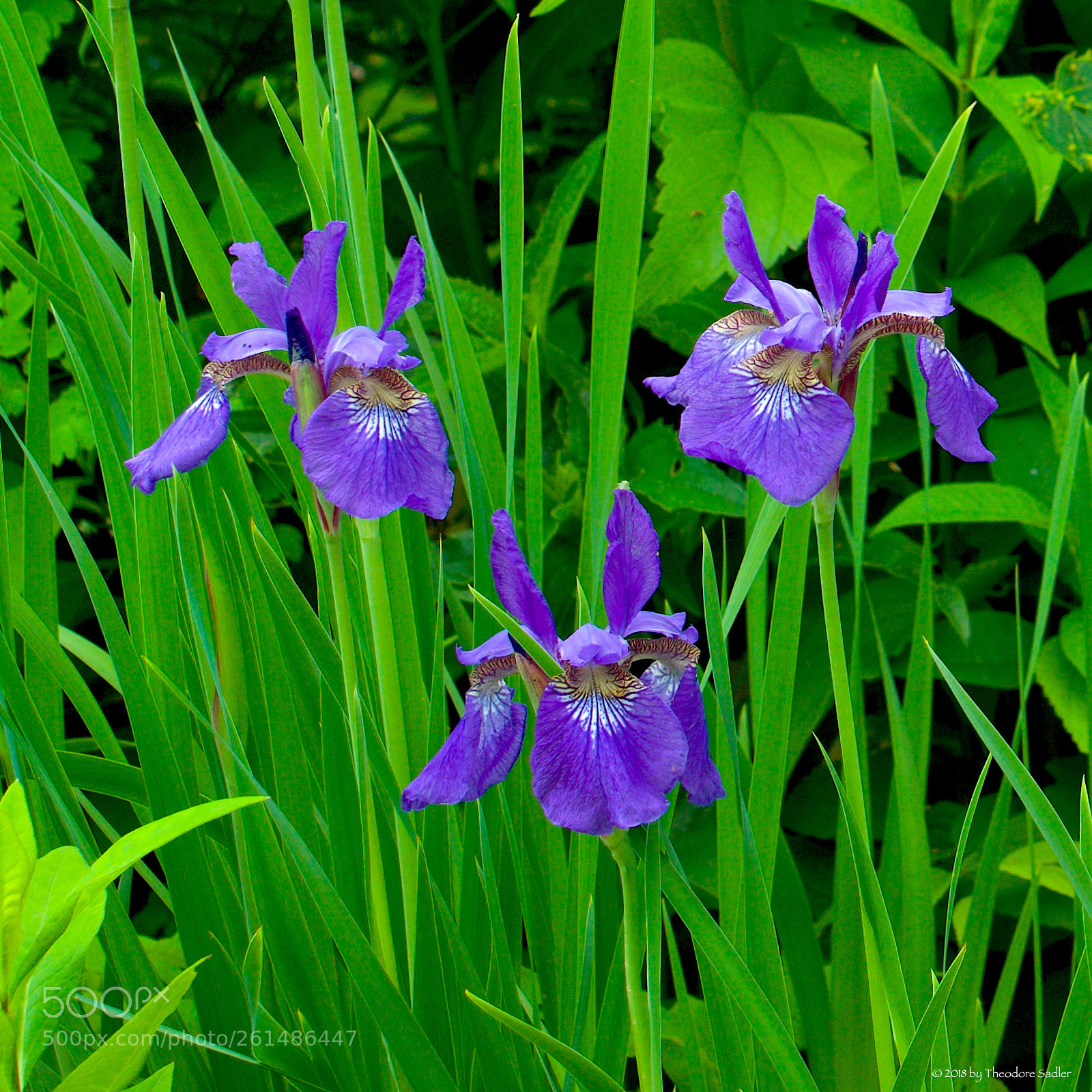 Sony a6000 sample photo. Three irises a study photography