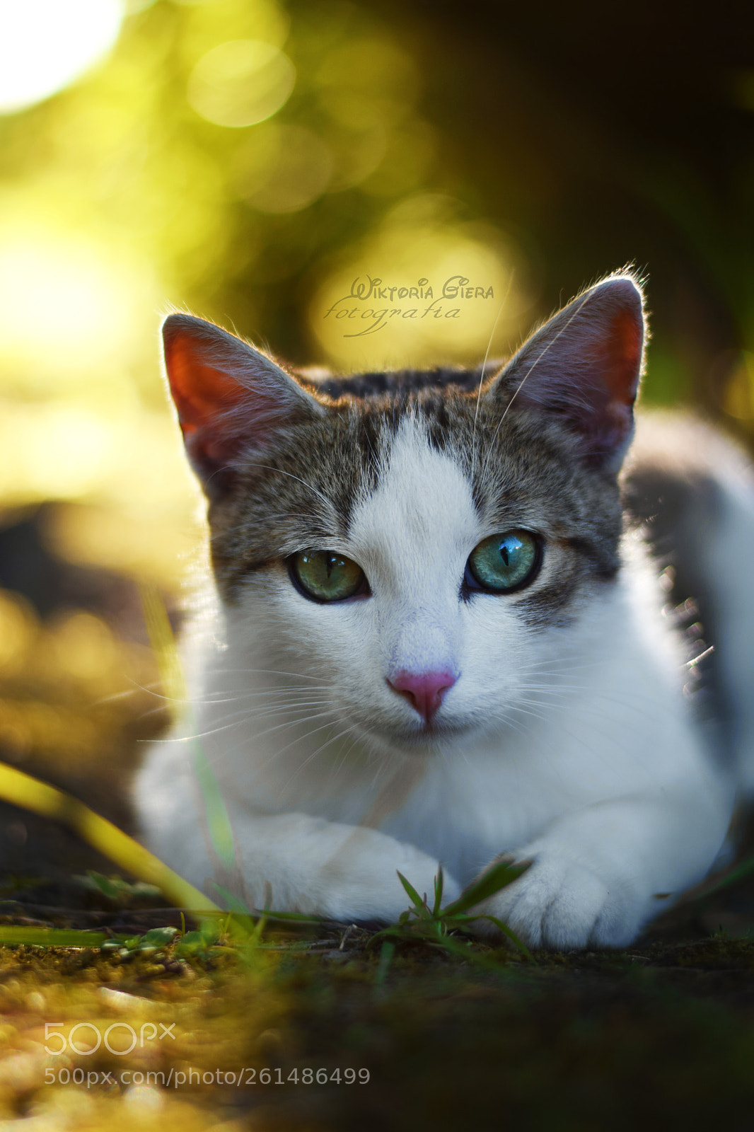 Nikon D3300 sample photo. Marian, my tiger ♥ photography