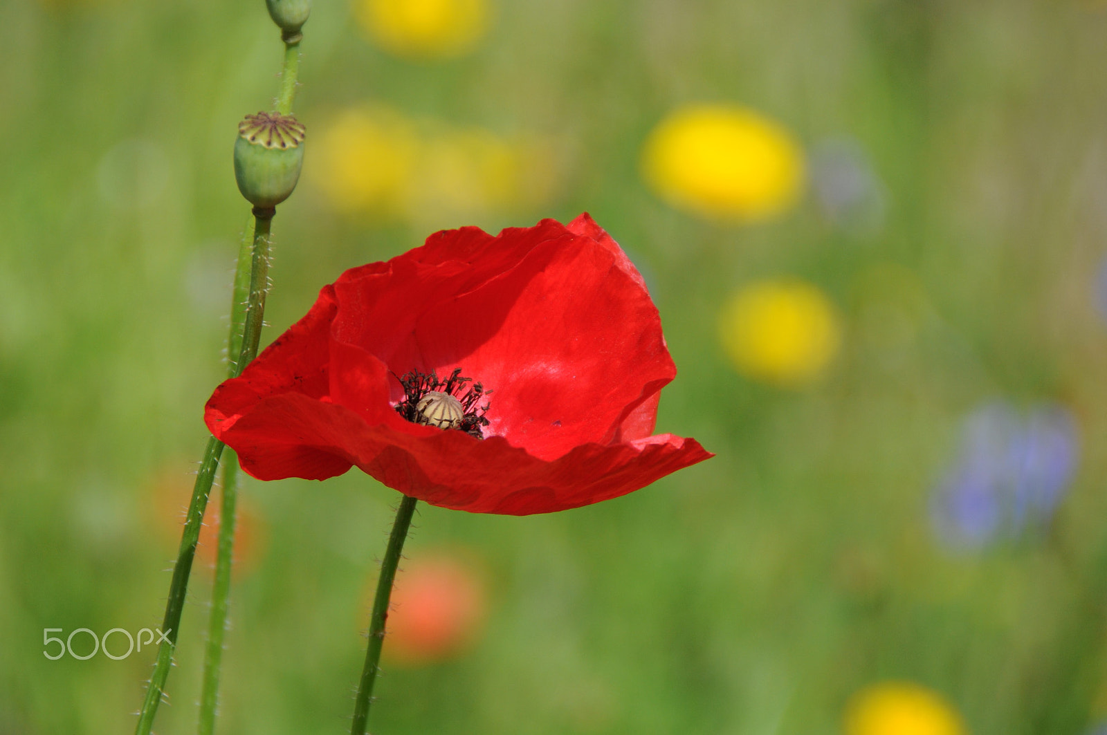 Nikon D300S sample photo. Featured photography