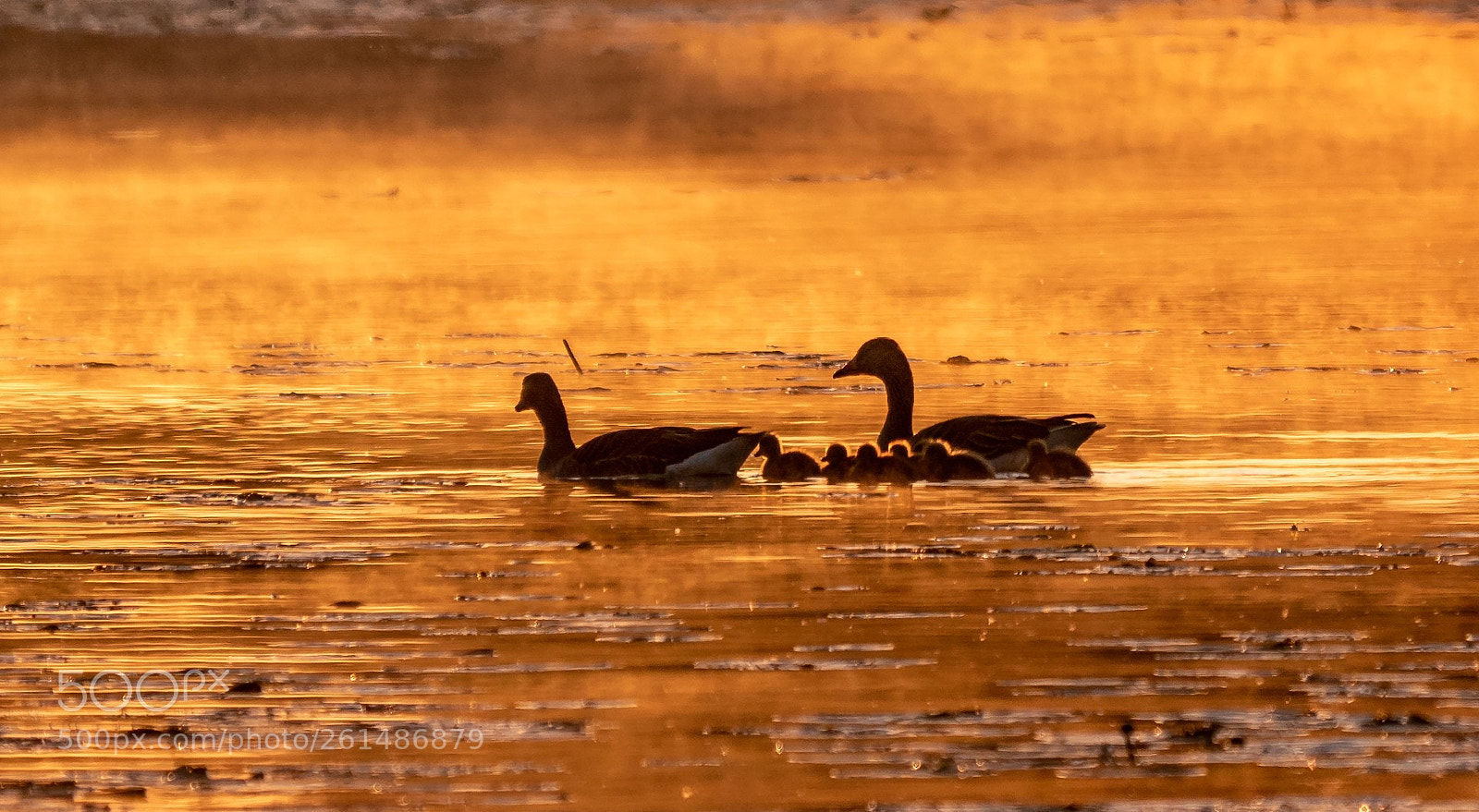 Panasonic Lumix DMC-GX85 (Lumix DMC-GX80 / Lumix DMC-GX7 Mark II) sample photo. Family in sunrise photography