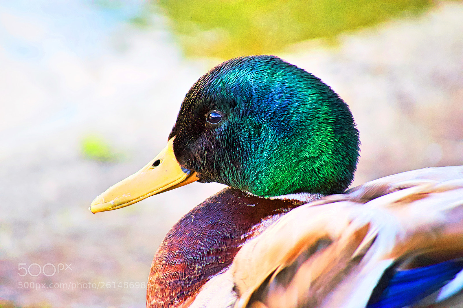 Nikon D3200 sample photo. Mallard head photography