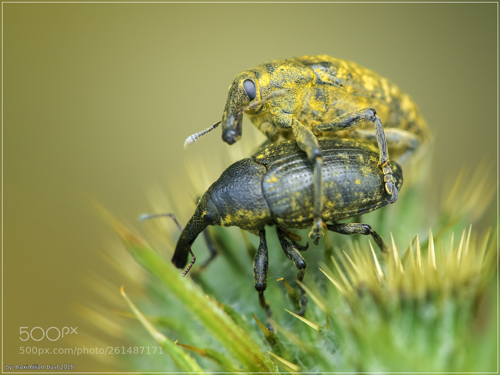 Nikon D850 sample photo. Small life (ii) photography