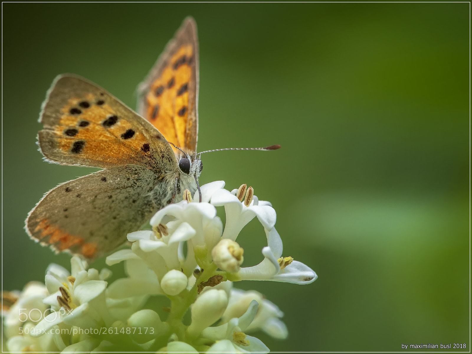 Nikon D850 sample photo. Small life (i) photography