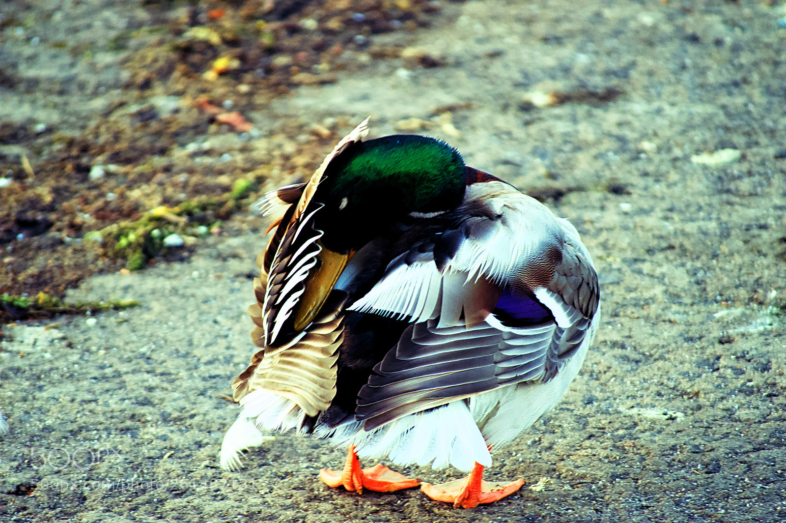 Nikon D3200 sample photo. Facepalm mallard photography