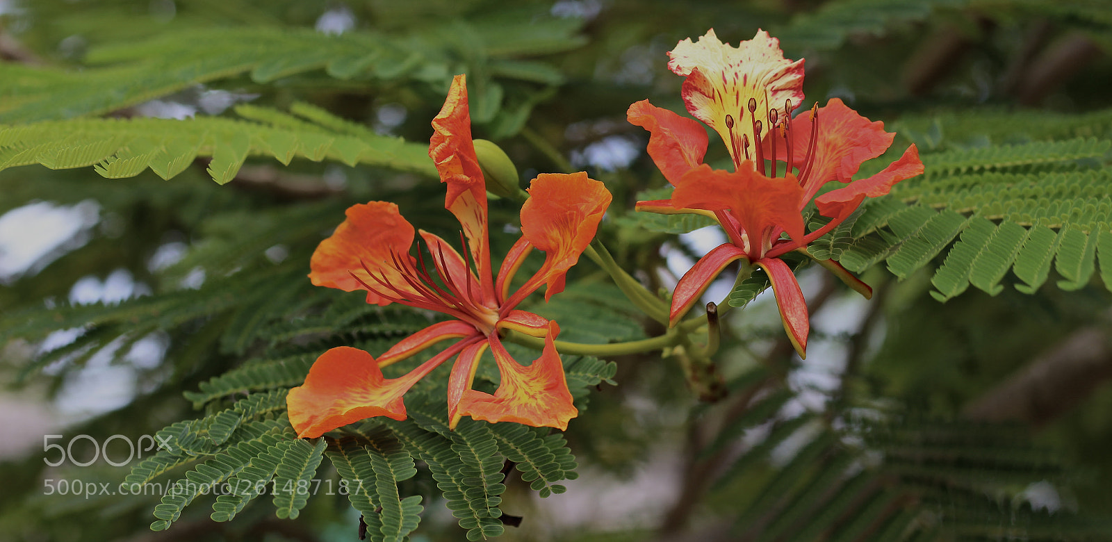 Canon EOS 700D (EOS Rebel T5i / EOS Kiss X7i) sample photo. Orange couple photography