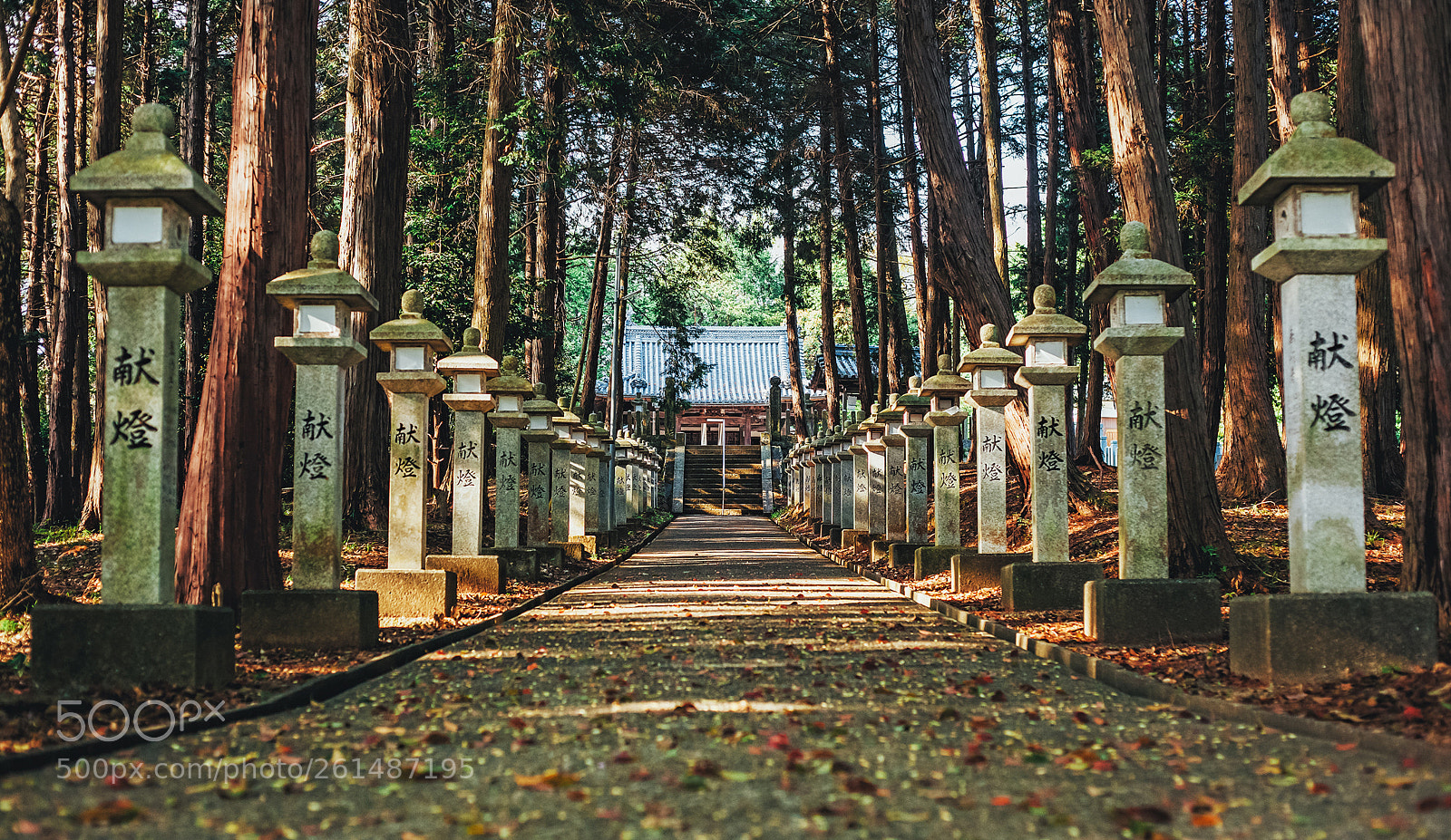 Canon EOS 5D Mark II sample photo. Forest / 森林 photography