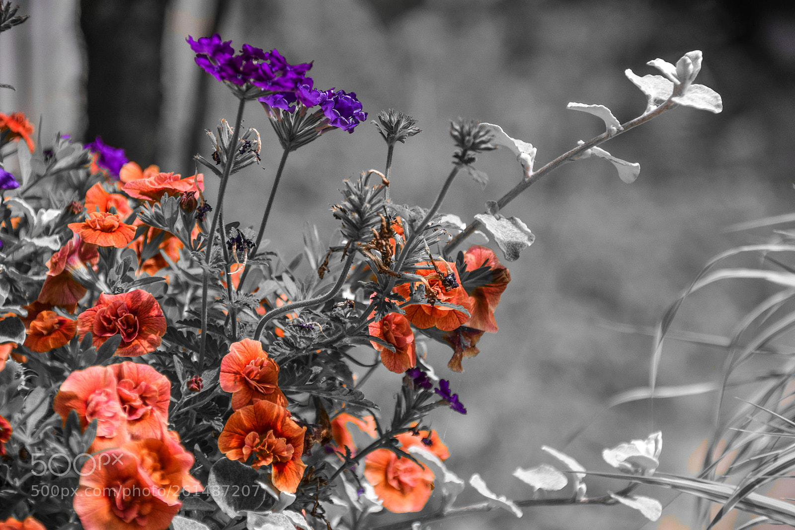 Nikon D5300 sample photo. Red purple photography