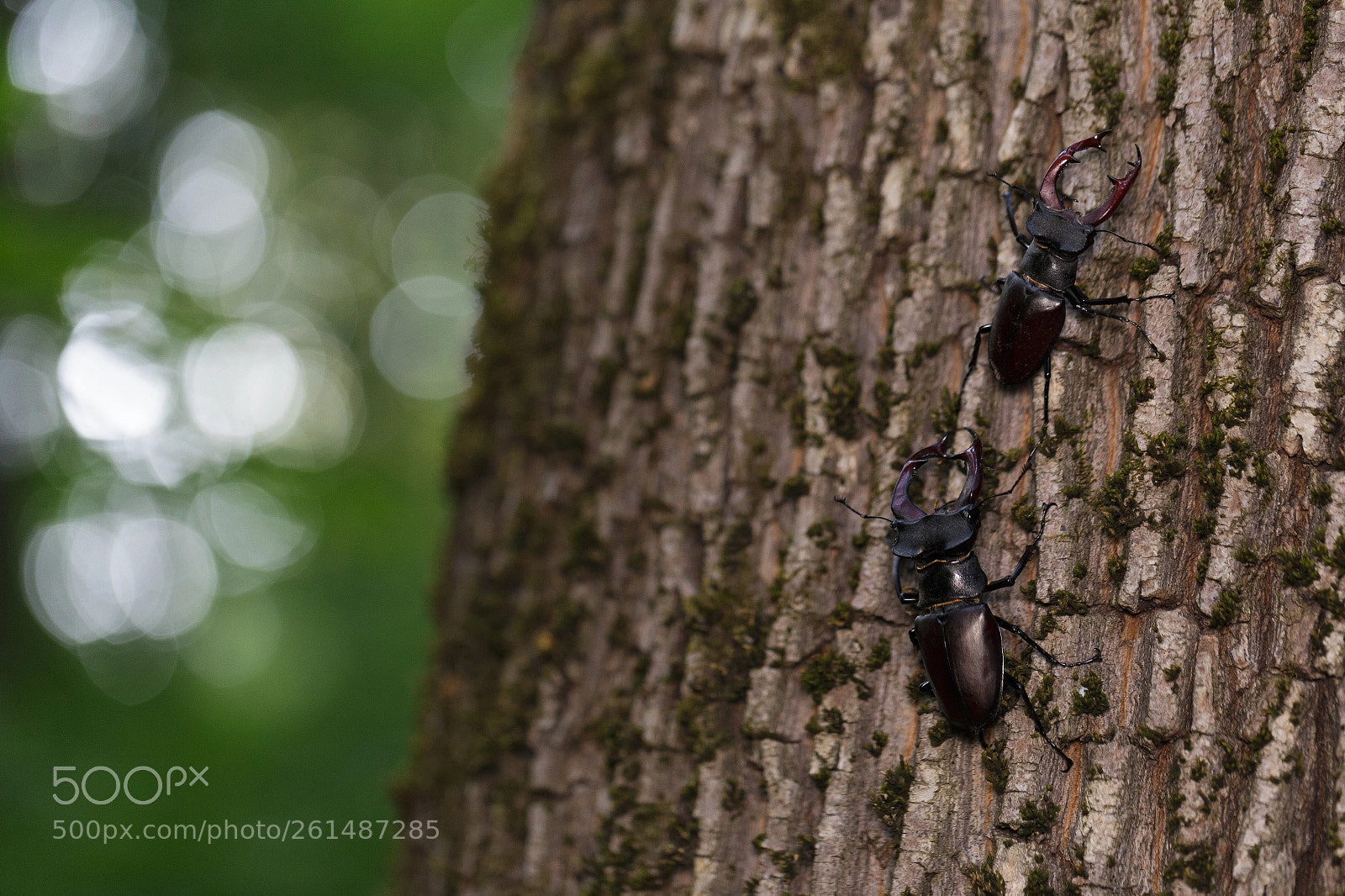 Canon EOS 6D sample photo. Stag beetle - 2018 photography