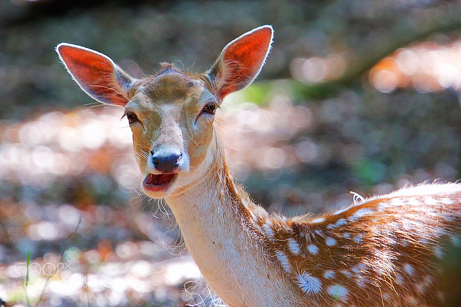 Canon EOS 7D Mark II sample photo. Fallow deer - damhert photography