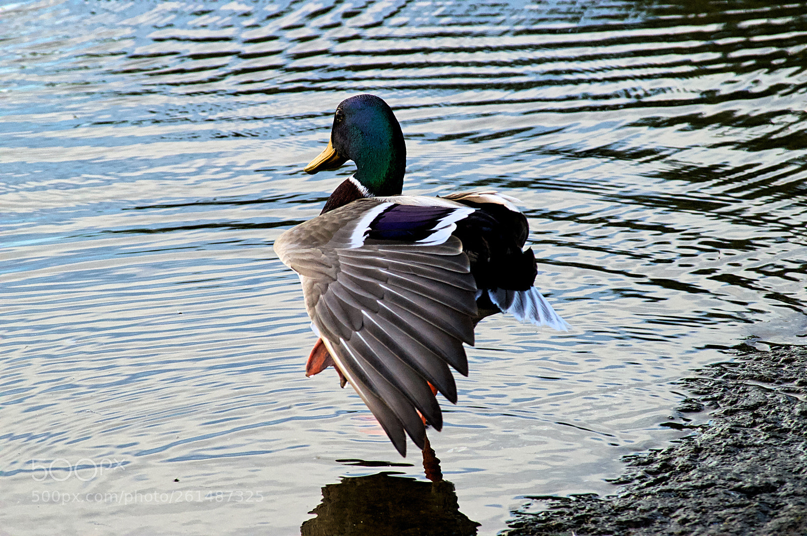 Nikon D3200 sample photo. Dancing mallard photography
