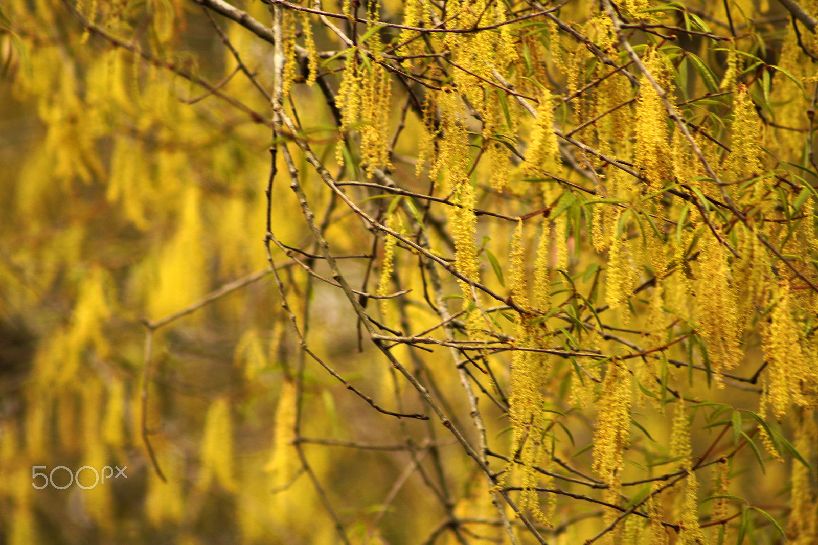 Canon EOS 750D (EOS Rebel T6i / EOS Kiss X8i) sample photo. Yellow spring 4908 photography