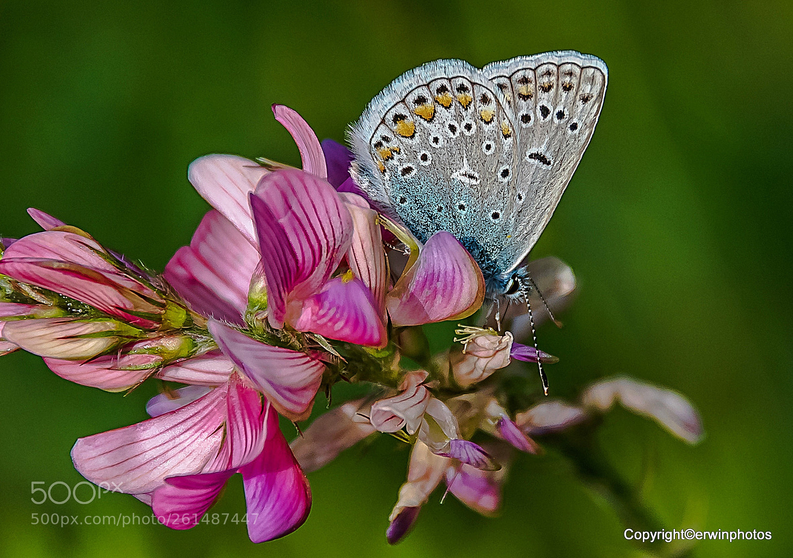 Nikon D750 sample photo. Bl uling und lila photography