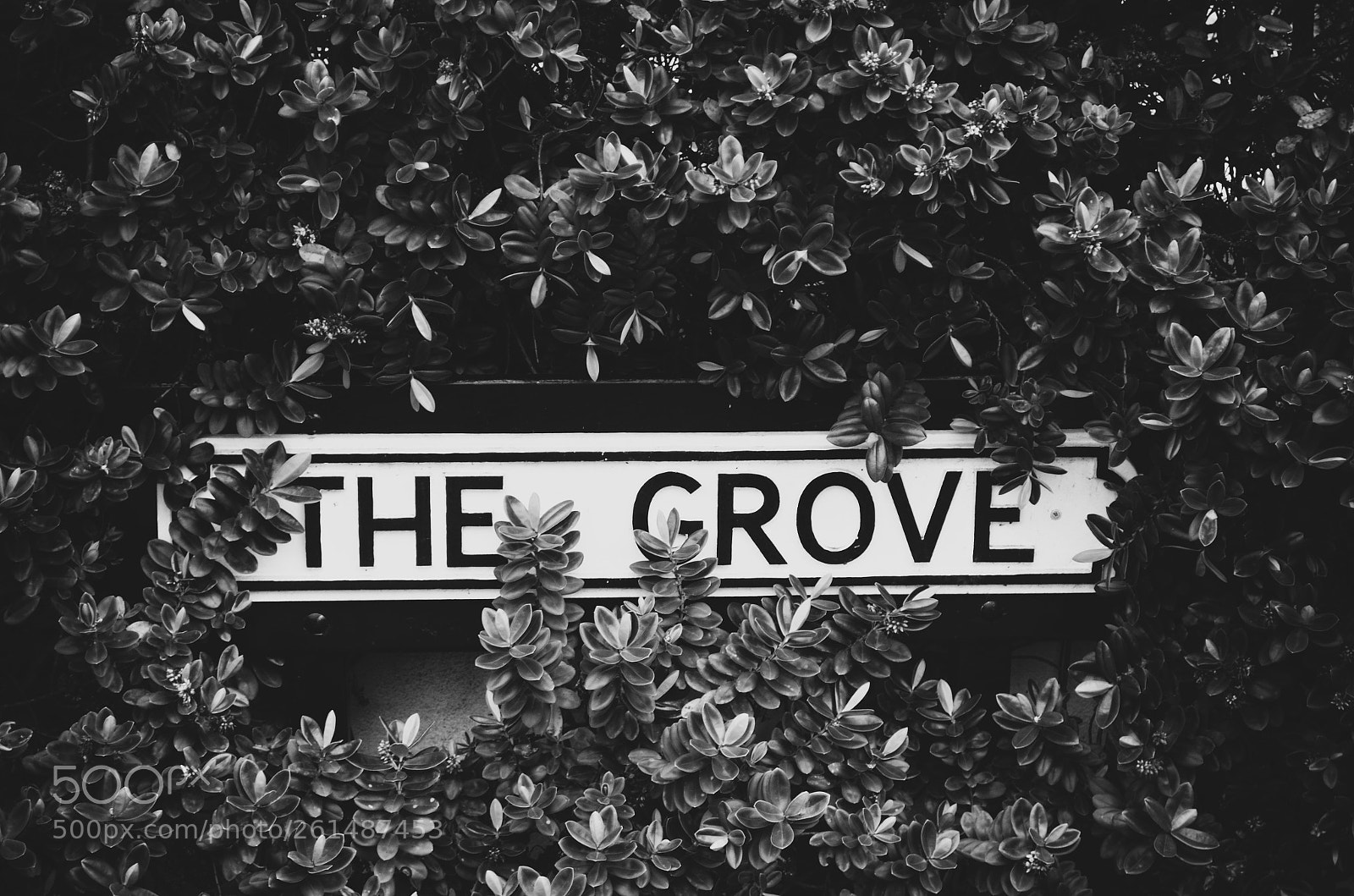 Nikon D5100 sample photo. The grove photography
