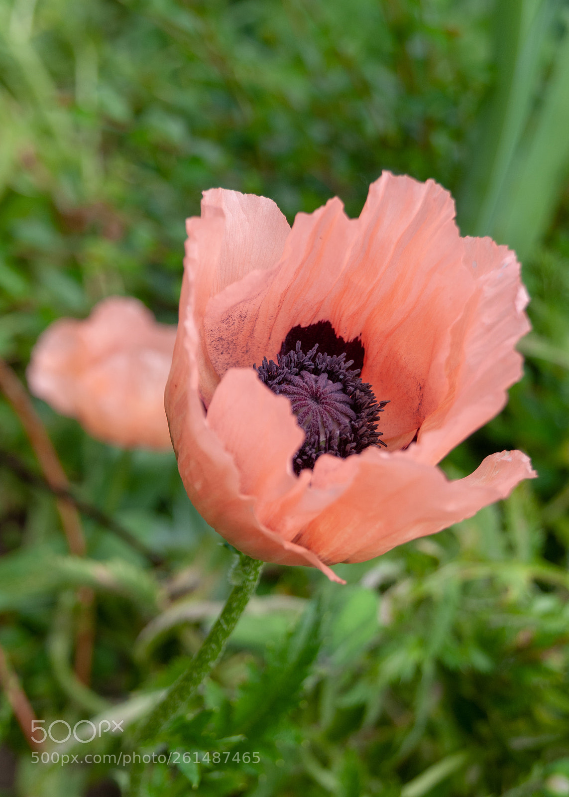 Nikon D300 sample photo. Poppy photography