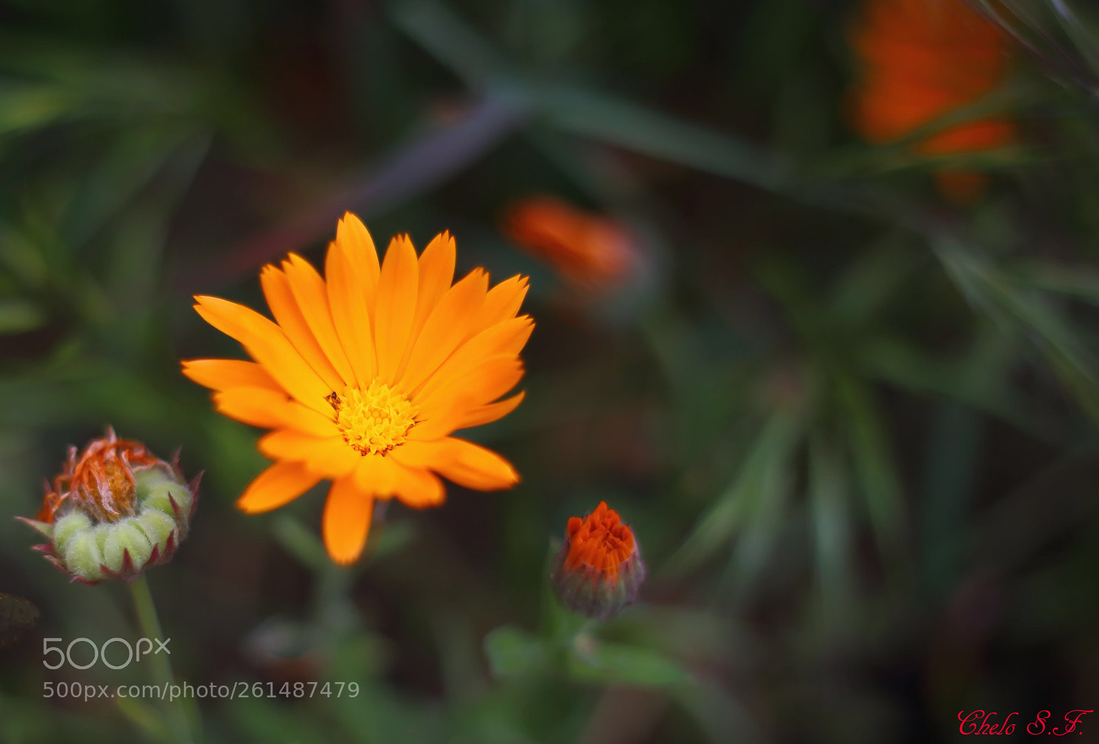 Canon EOS 6D sample photo. Untitled photography