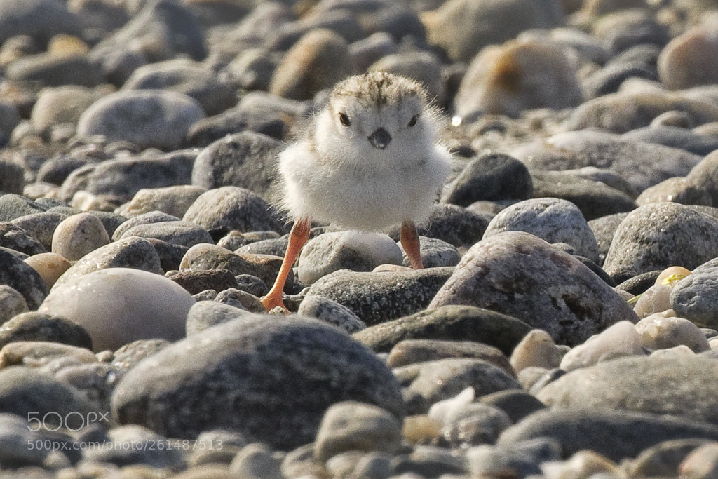 Canon EOS 7D Mark II sample photo. Piping plover hatchling, connecticut, 2018 photography