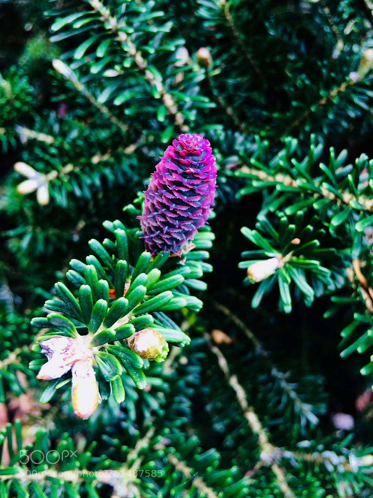 Apple iPhone 5s sample photo. 2nd return. photography