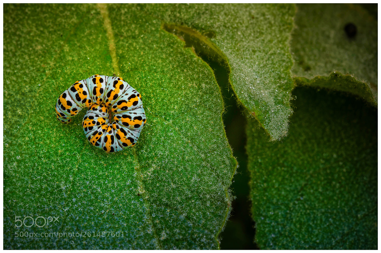 Canon EOS 5D Mark IV sample photo. Caterpillar photography