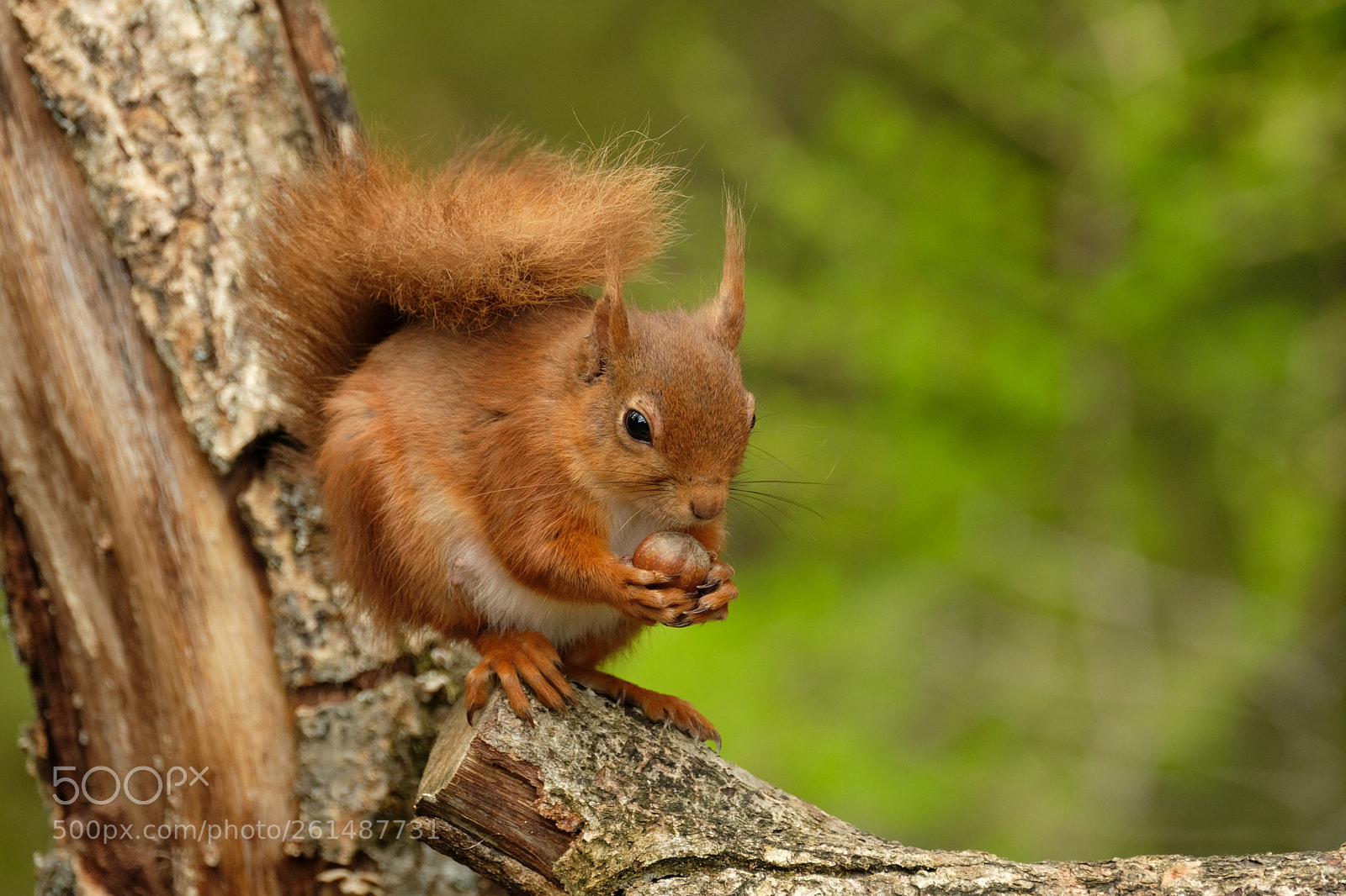 Fujifilm X-T2 sample photo. Red squirrel photography