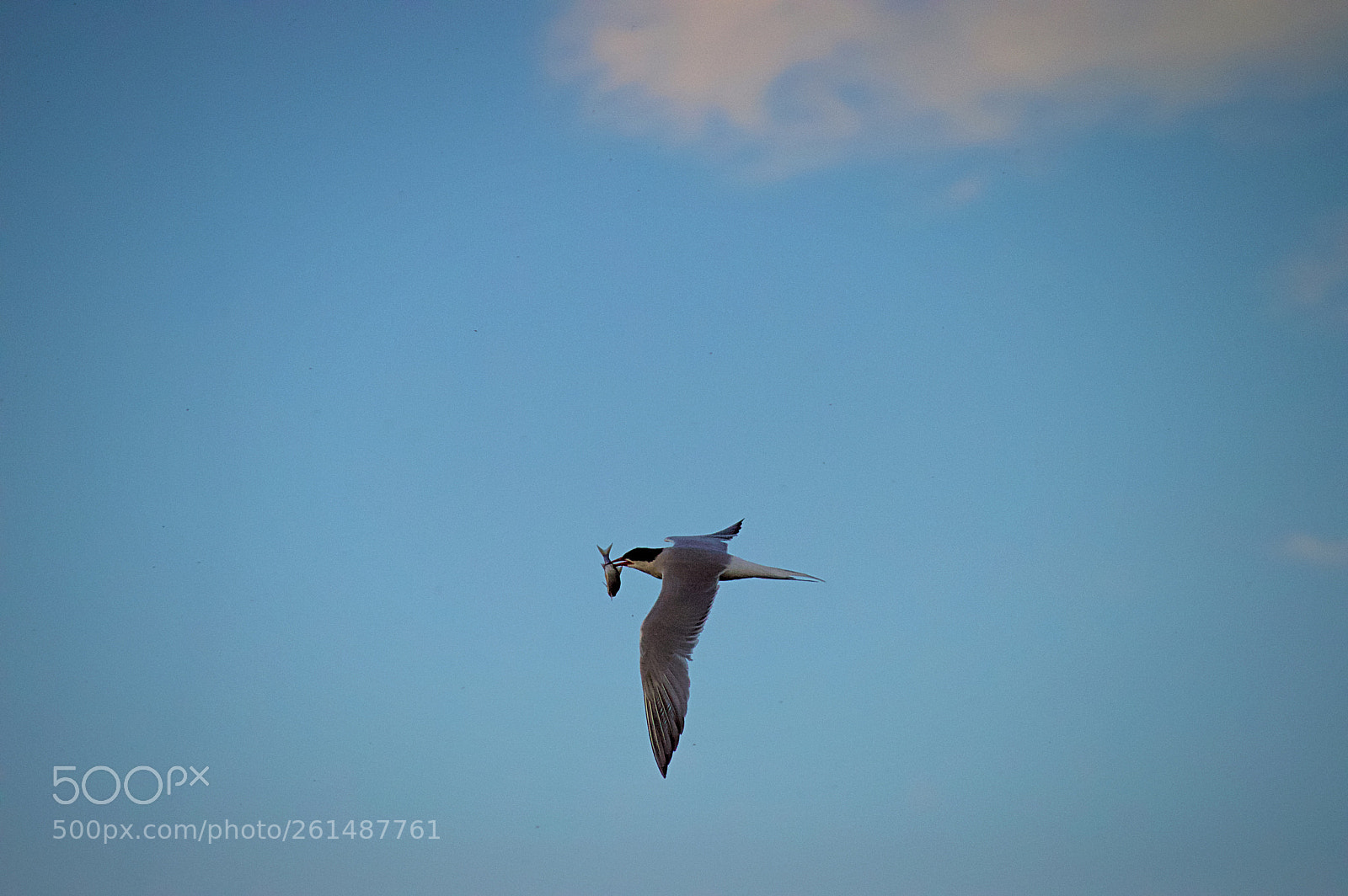 Nikon D3200 sample photo. Tern gull catching fish photography