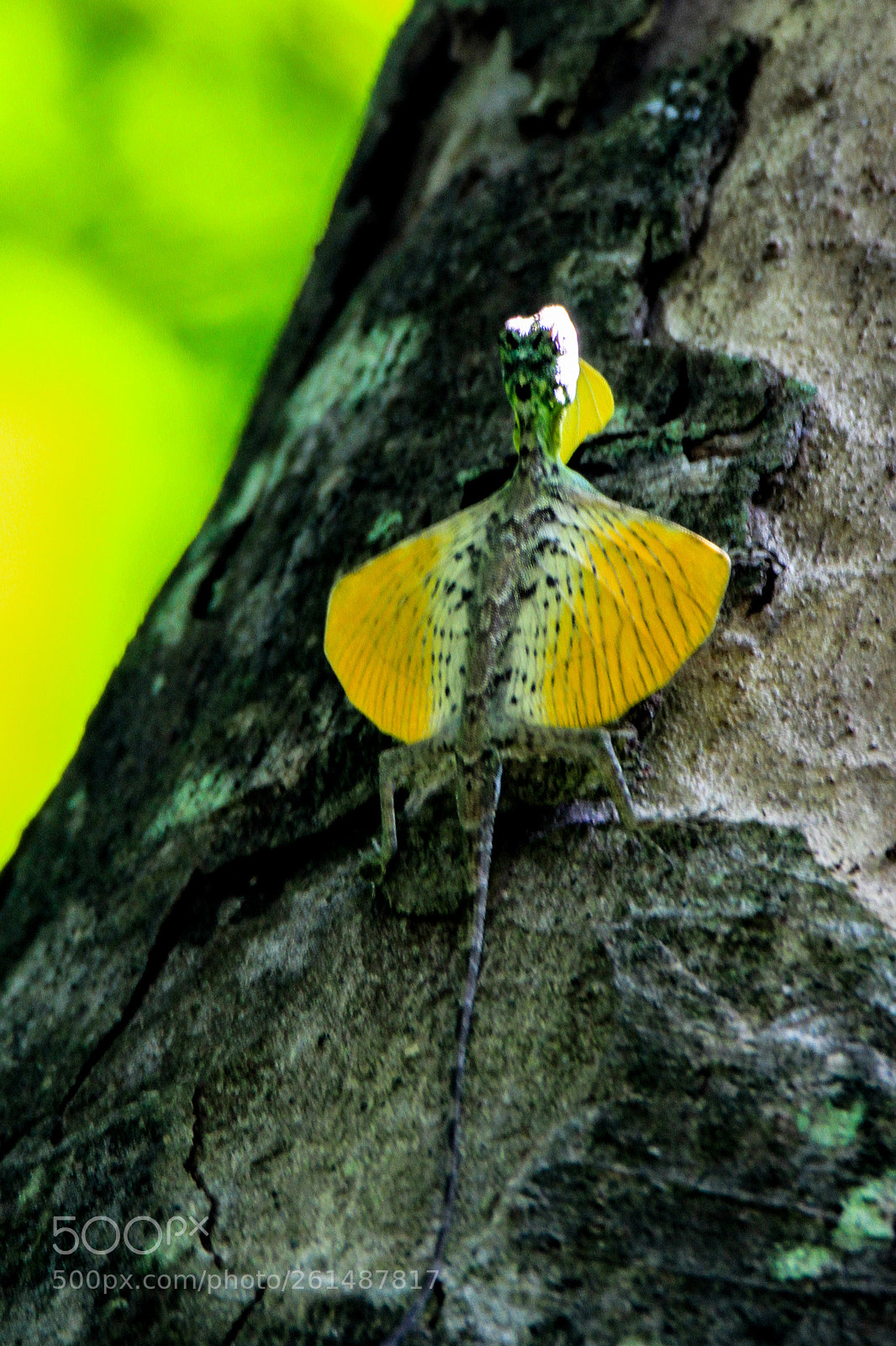 Canon EOS 7D sample photo. Flying lizard photography