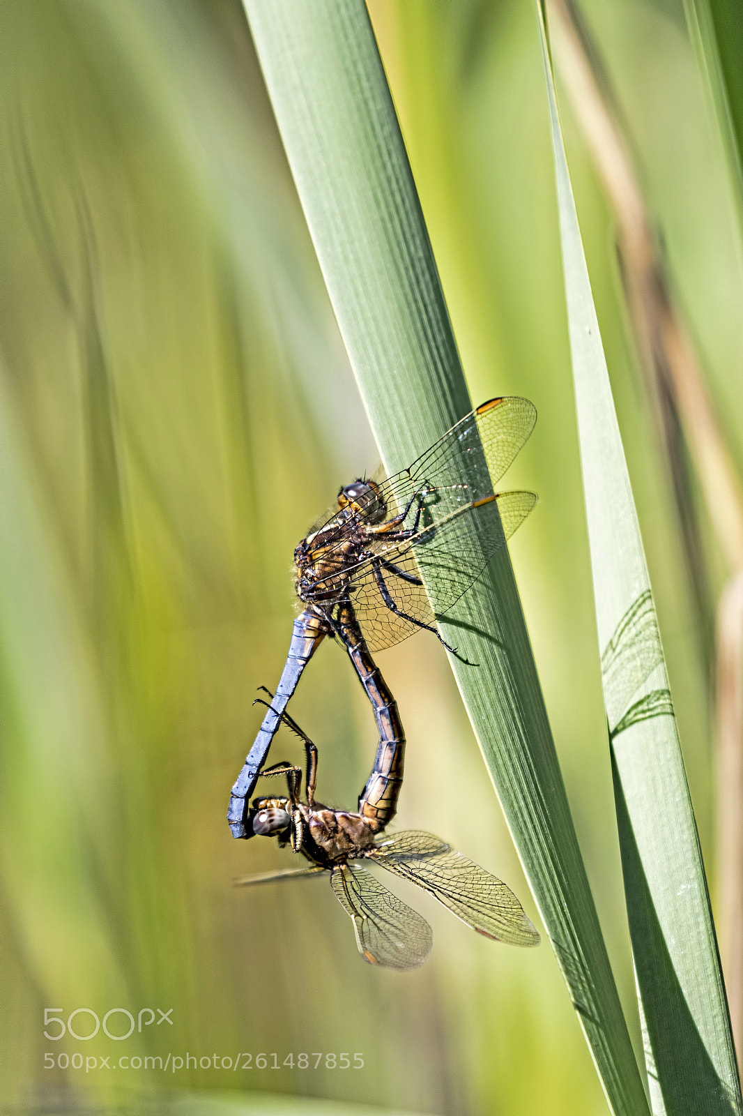 Canon EOS 7D Mark II sample photo. Mating keeled skimmers photography