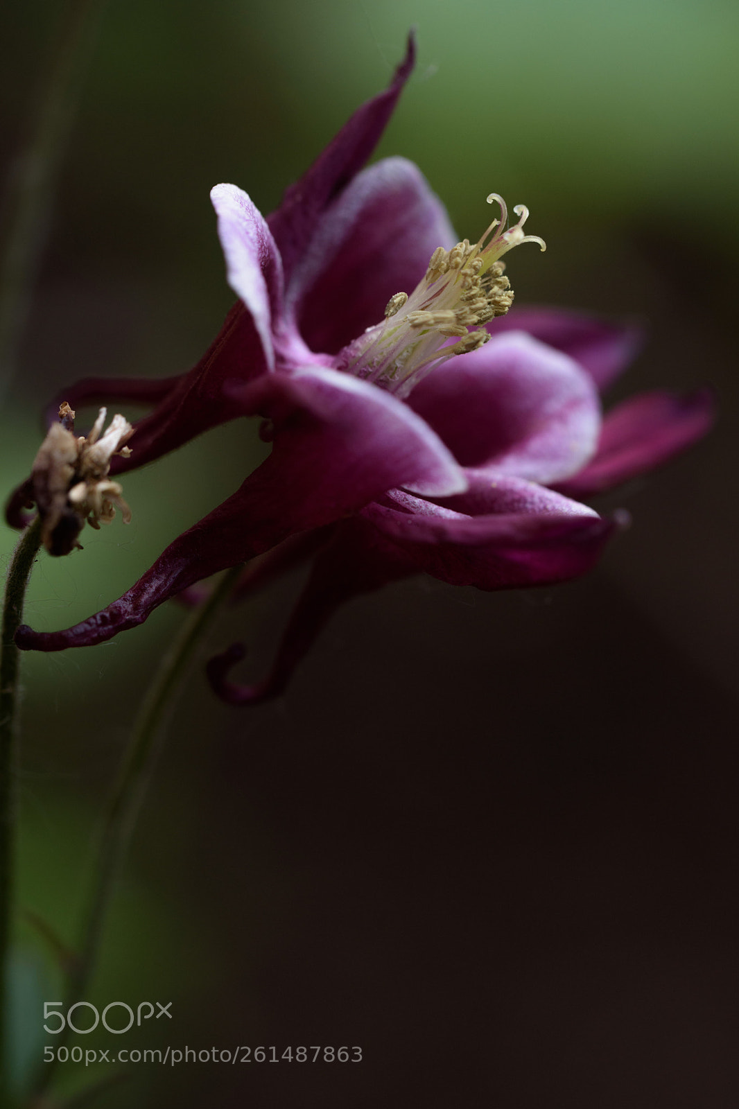 Nikon D5500 sample photo. How could i resist..the photography