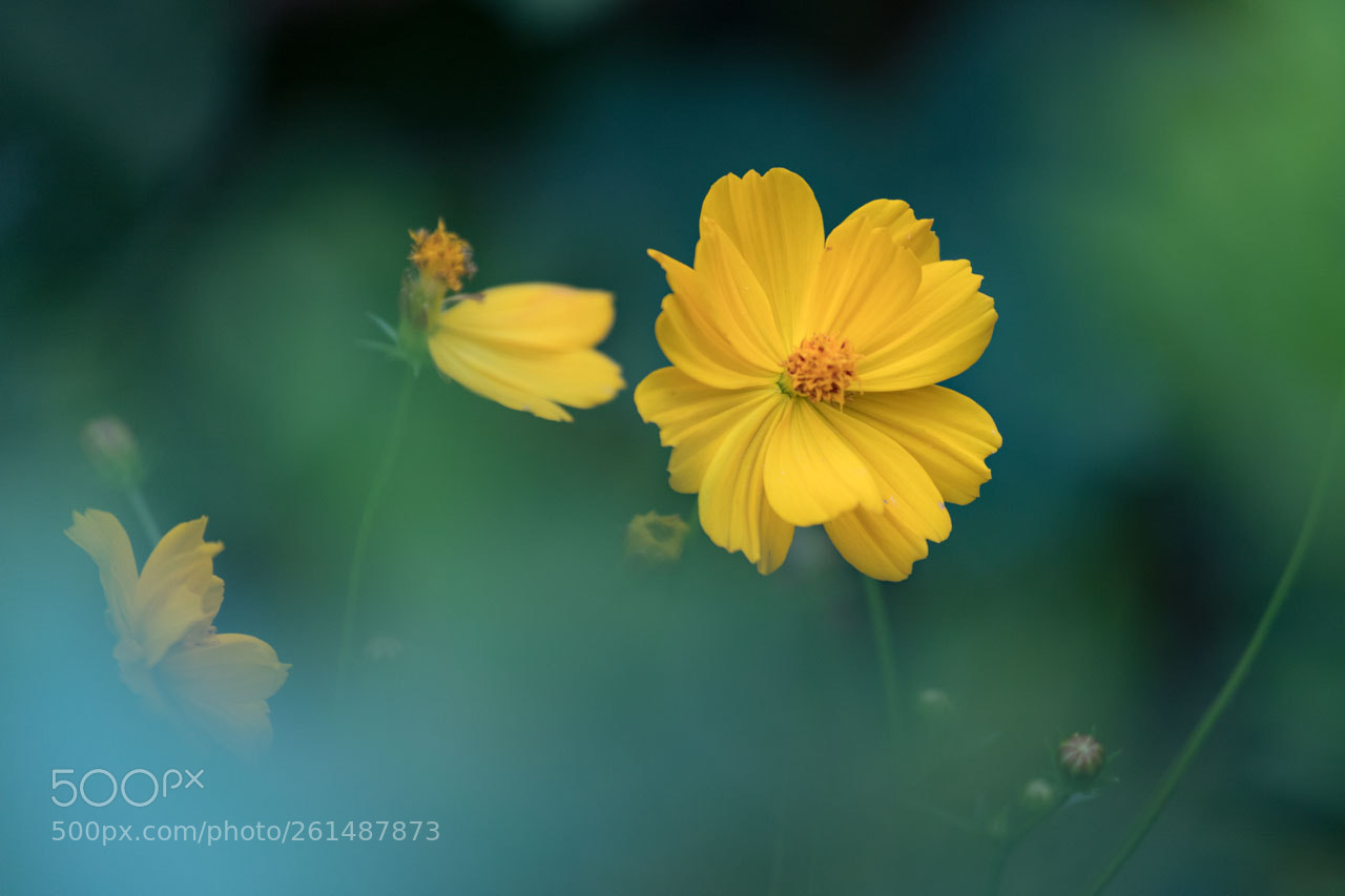 Canon EOS 6D Mark II sample photo. Untitled photography