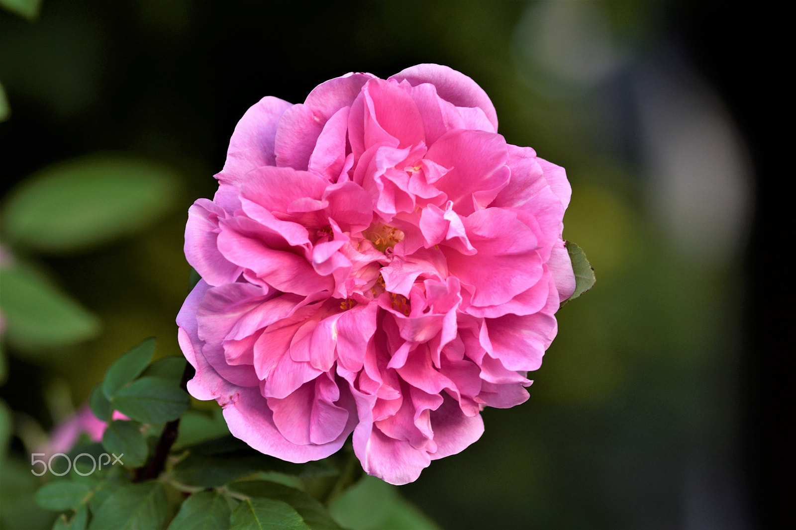 Nikon D5500 sample photo. Pink flower photography
