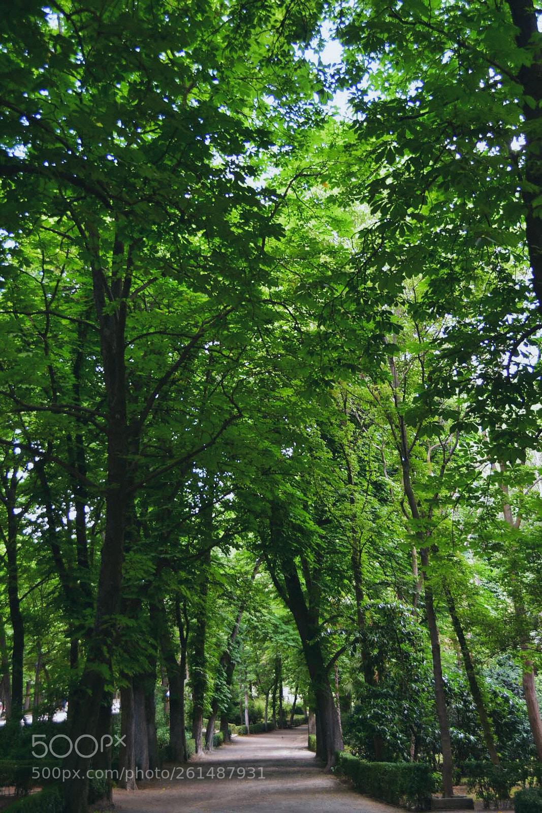 Nikon D3400 sample photo. - welcome to the jungle - photography